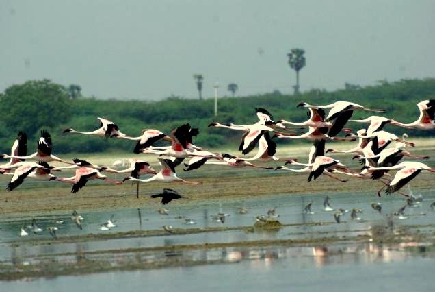 auroville-taxi-ousteri-lake-sightseeing
